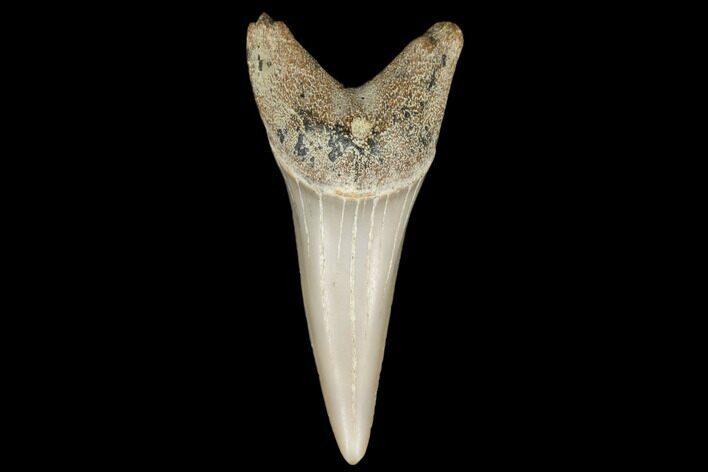 Fossil Shark (Carcharodon hastalis) Tooth - Bakersfield, CA #178720
